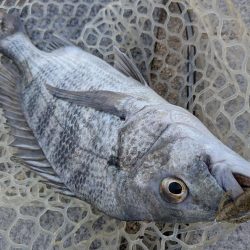 広島チニング九州の凄腕をガイド