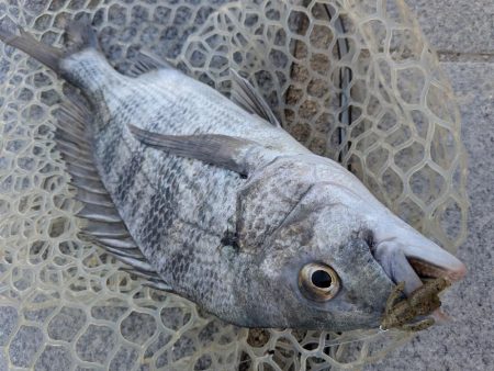 広島チニング九州の凄腕をガイド