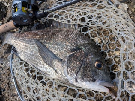 広島短時間下見チニング