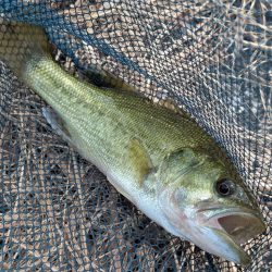 アジングタックルで家前fishing！