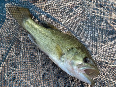 アジングタックルで家前fishing！