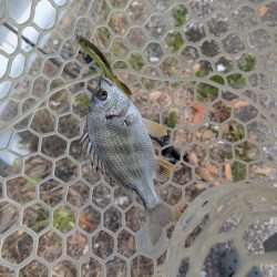 広島チニング〜チビレ地獄を求めて〜