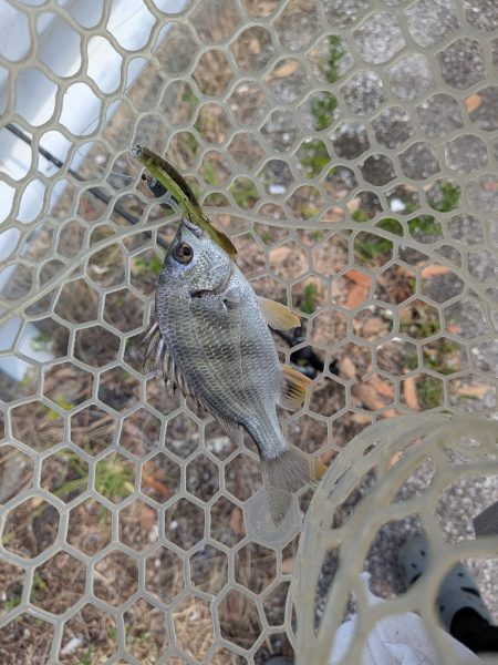 広島チニング〜チビレ地獄を求めて〜