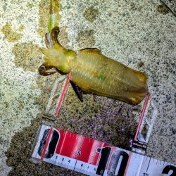 アオリ厳しくアコウゲーム