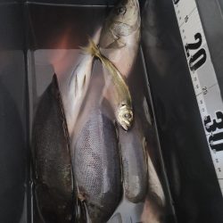 釣りすぎは良くないので帰る