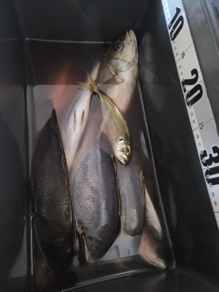 釣りすぎは良くないので帰る