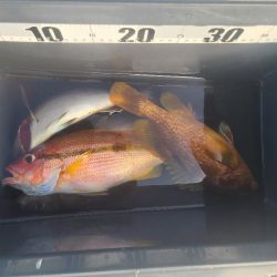 ｲﾉｼｼ遭遇、釣りは渋い、汗だく