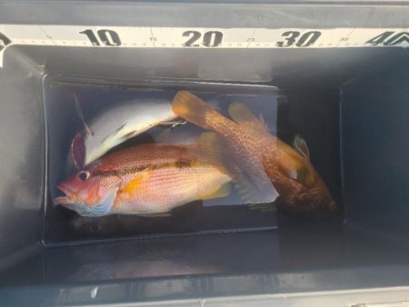 ｲﾉｼｼ遭遇、釣りは渋い、汗だく