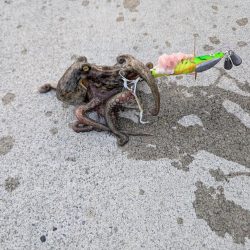 マダコ　ツ抜けならず