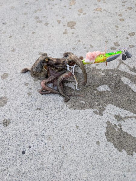 マダコ　ツ抜けならず