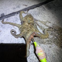 妻、マダコ初ゲット