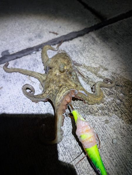 妻、マダコ初ゲット