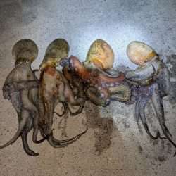 マダコ釣り20250820