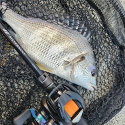 広島市内チニング