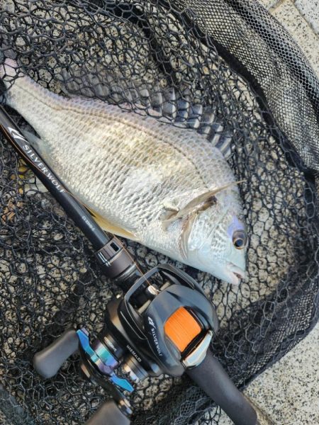 広島市内チニング