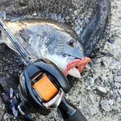 ナイトチニング