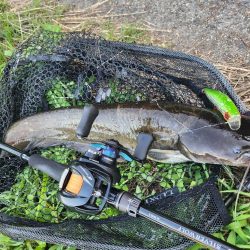 初場所！ナマズ探し