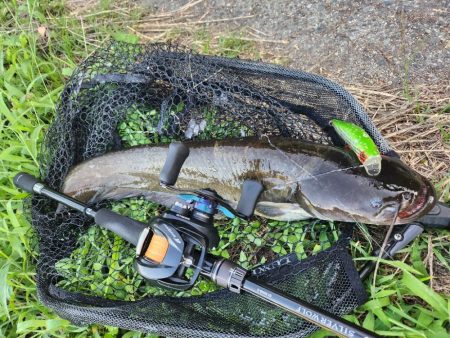 初場所！ナマズ探し