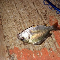 大潮だから活性が良いとは限らない