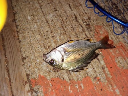 大潮だから活性が良いとは限らない