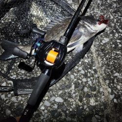 敷石ナイトチニング