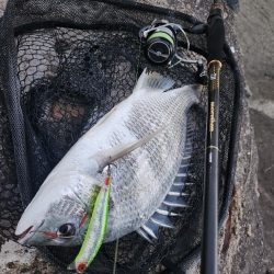 しごおわチニング