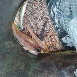 マハゼ釣り（トライアル）