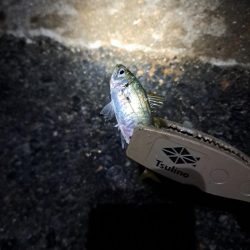 真夜中サビキ釣りと太刀魚調査