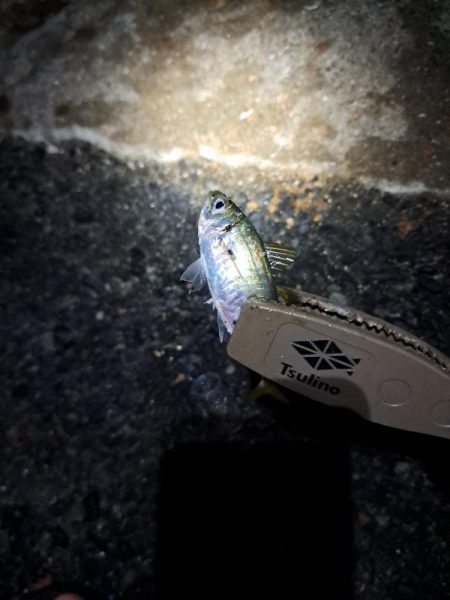真夜中サビキ釣りと太刀魚調査