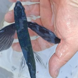 初めてのトビウオ