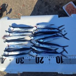 スレてきたトビウオ