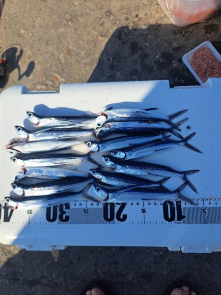 スレてきたトビウオ