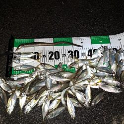 真夜中爆釣小アジ