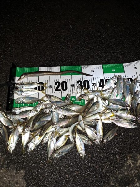 真夜中爆釣小アジ