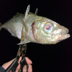 サーフアジング