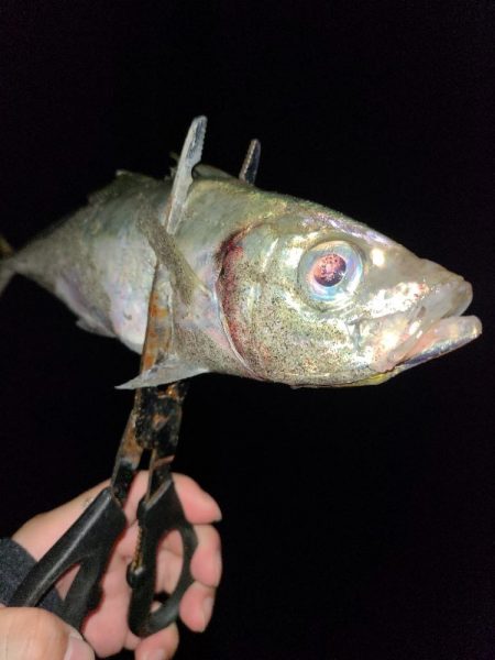 サーフアジング