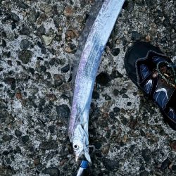 太刀魚(お)ポイント少ない…