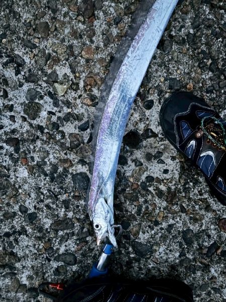 太刀魚（お）ポイント少ない…