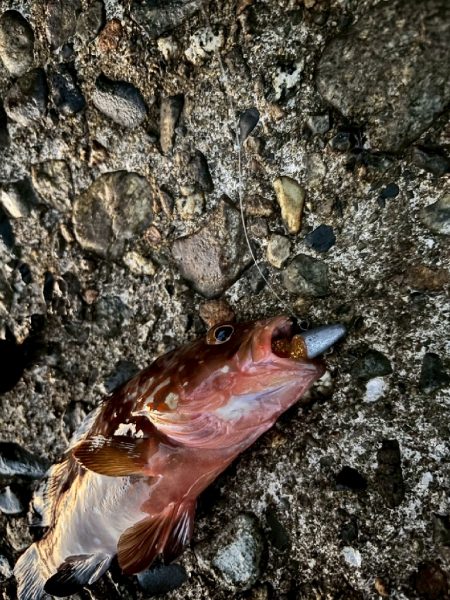 キジハタ数匹（お）