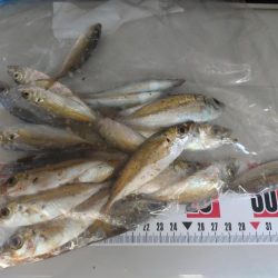 久しぶりのサビキ釣り