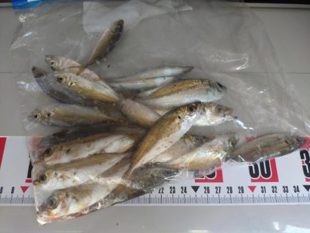 久しぶりのサビキ釣り