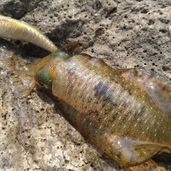 灼熱のデイゲーム