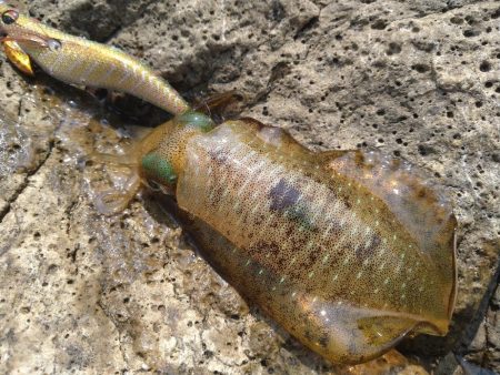 灼熱のデイゲーム