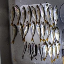 真夏のナイトファミリーフィッシング