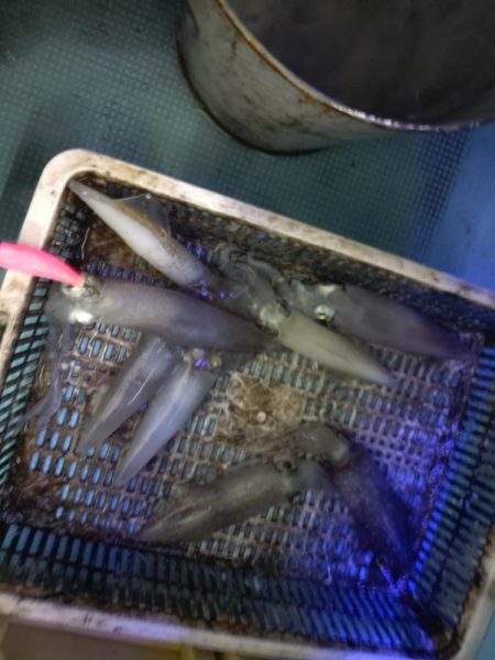 今年初の大田市イカメタル