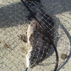 ベイトリール入魂