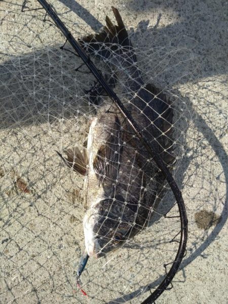 ベイトリール入魂