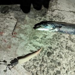 今年初タチウオ