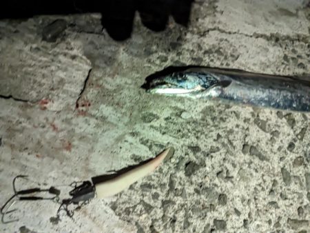 今年初タチウオ