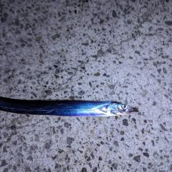 穴子撃沈からの太刀魚小爆釣、イカも